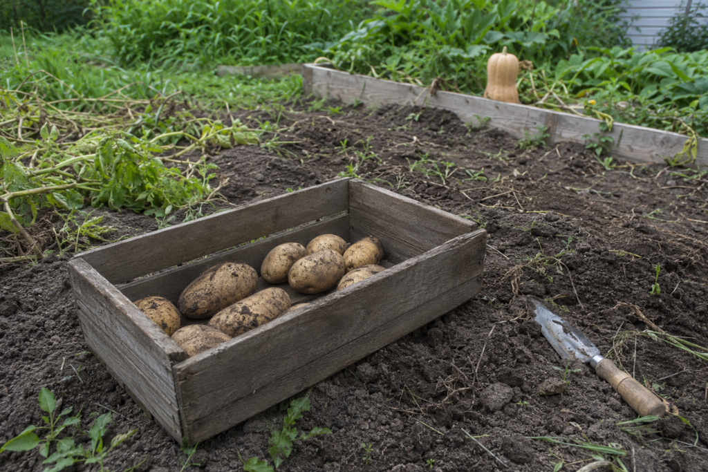 survival garden, high-calorie crops, self-sufficient gardening, staple crops, food security, emergency food, survival gardening, backyard food production